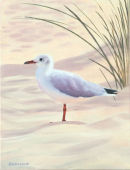 Seagull